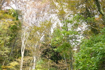 Fototapeta premium 秋の葉