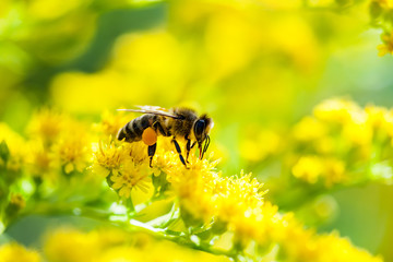 Honey Bee Insect Pollinating Wild Yellow Flowers