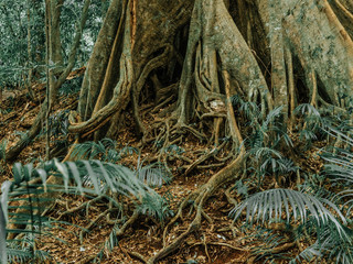 twisted roots of large tree in rainforest