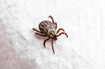Lyme Disease Infected Tick Insect, Encephalitis Virus or Borreliosis Infectious Dermacentor Arachnid Parasite Macro