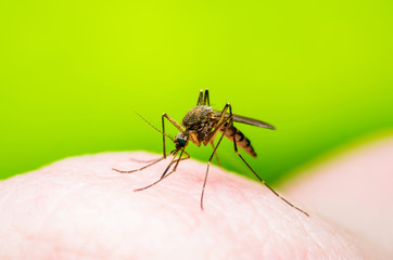 Dangerous Malaria Infected Mosquito Bite, Leishmaniasis, Encephalitis, Yellow Fever, Dengue, Mayaro Disease, Zika, EEEV or EEE Virus Infectious Culex Parasite Insect