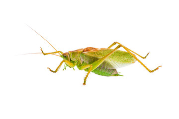 Green Locust Acrididae Grasshopper Pest Insect Isolated on White