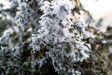 white snow on a tree branch