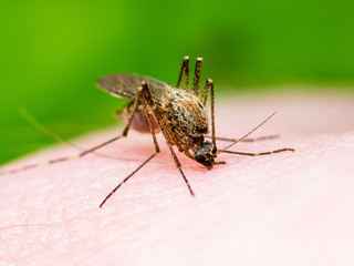 Dangerous Malaria Infected Mosquito Bite, Leishmaniasis, Encephalitis, Yellow Fever, Dengue, Mayaro Disease, Zika, EEEV or EEE Virus Infectious Culex Parasite Insect on Green Background