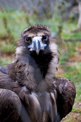 A vulture bird of prey looks at the camera in close-up on a blurred natural background.