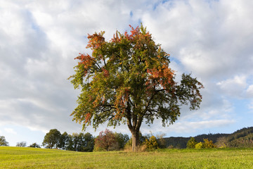 Birnbaum im Herbst