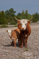cow and calf