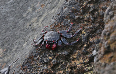 Crabe de Tenerife