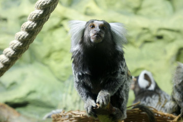 Marmoset monkey on a tree. Lovely wild animal.