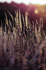 dry grass at sunset on a warm summer evening