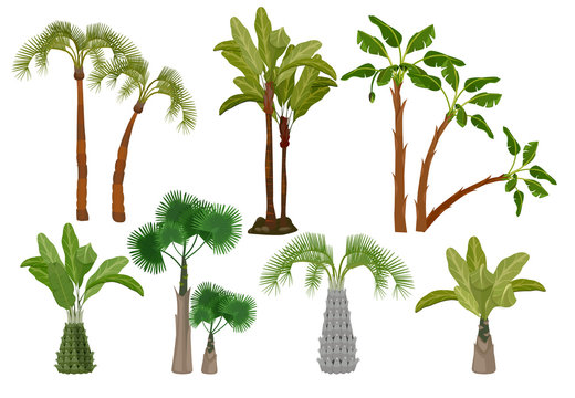 Palm trees. Tropical plants collection garden of brazil or california vector cartoon pictures. Summer exotic palm tree, green nature tropical illustration