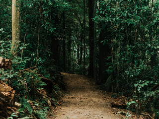 dark rainforest pathway