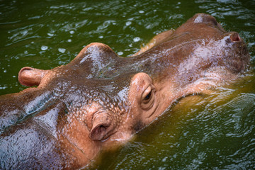 Hippopotamus living in water lake, Hippopotamidae, Hippopotamus amphibius