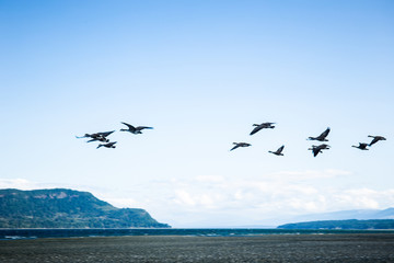 Fototapeta na wymiar National Geographic scenery: migrating canadian flying over the beach in Denman Island, Vancouver Island.