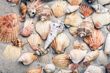 Seashells on the sand, summer beach background travel concept with copy space for text
