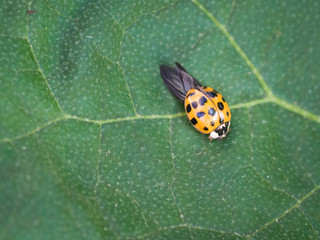 Asian ladybeetle (harmonia axyridis) sitting on leaf