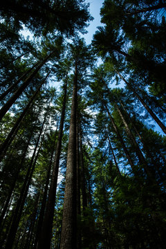 Camping in Vancouver Island, British Columbia: impressively tall tress, douglas firs, in the camping grounds. © laura