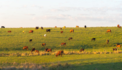 Fototapeta na wymiar The pasture field and cattle herd 15