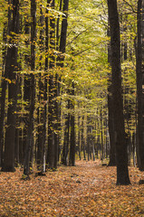 Golden autumnal forest with sunbeams