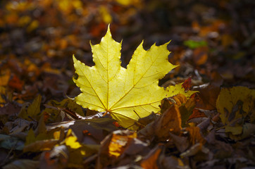 Naklejka na ściany i meble background texture of yellow leaves autumn leaf background