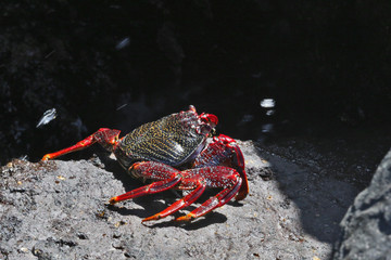 Crabe de Tenerife