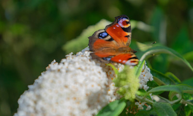 Peacock Butterfly on Buddleia
