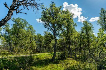 Wind swept birch trees along small dirt road in the northern part of Sweden