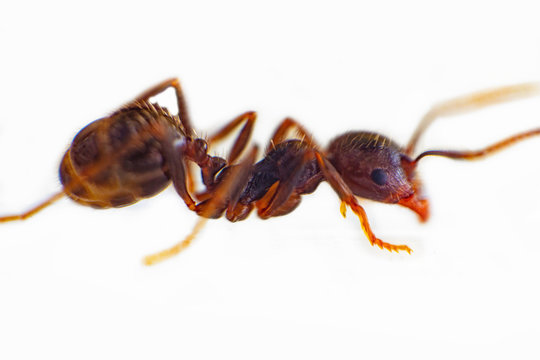 ant on a white background. Messor structor on the plate. Ants of the species Messor - vegetarian They get protein from the seeds of meadow plants