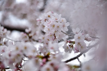 山崎川の桜