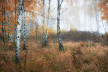 Misty morning in autumn birch forest