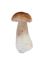 yellow boletus cep porcino cepe mushroom natural real isolated white