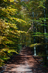 Obraz premium Autumn forest road leaves view in Germany, Bielefeld