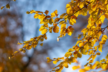 Autumn forest road leaves view in Germany, Bielefeld
