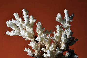 Coral branch on a dark orange background.