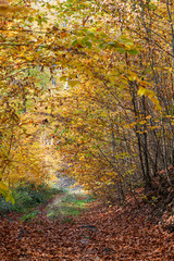Autumn forest road leaves view in Germany, Bielefeld
