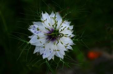 Closeup of a blue Love in a mist (Nigella damascena) flower.