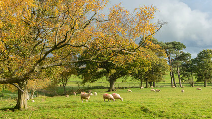 Sheep grazing in autumn