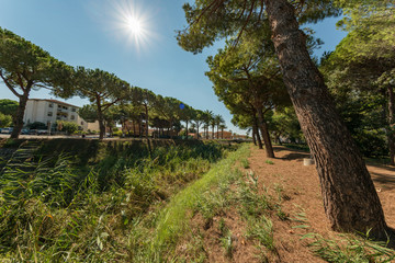 pine tree alley and drain channel in city park