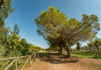 pine tree alley in city park