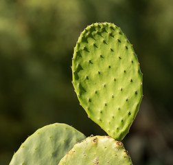 close up of an opuntia cactus