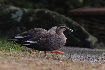 duck in forest