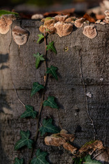 Autumn forest road leaves view in Germany, Bielefeld