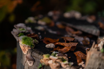 Autumn forest road leaves view in Germany, Bielefeld