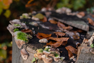 Autumn forest road leaves view in Germany, Bielefeld