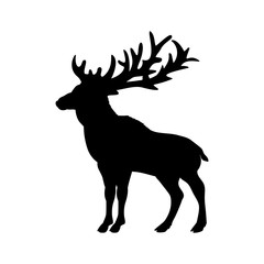 Silhouette of deer. Animal forest wildlife