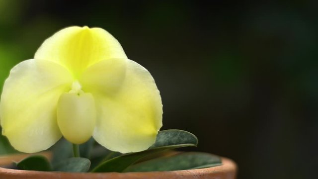 The species orchids is Paphiopedilum at nursery in Thailand, Natural background with beautiful Paphiopedilum godefroyae album, movement camera and free space for text. Activities and garden in holiday