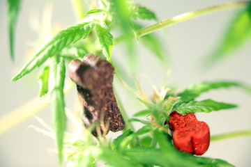 food for dogs .Medical marijuana cannabis cbd oil 