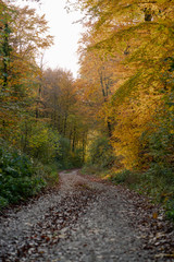 Obraz premium Autumn forest road leaves view in Germany, Bielefeld
