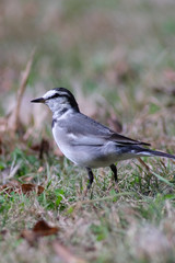 white wagtail