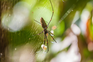 Spinne in einem Spinnennetz